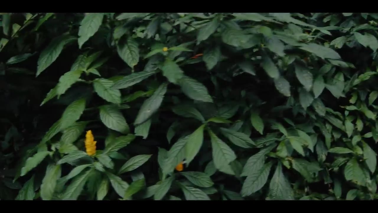 Kraff RISK (Official Music Video)